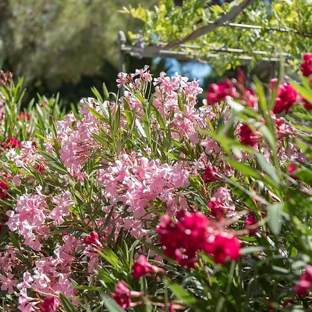 Les Maisons Du Sud Ramatuelle